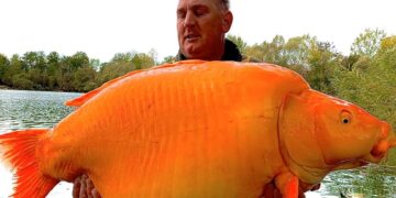 Fisherman Catches A 30 Kg Goldfish Could Be A World Record – ब्रिटिश मछुआरे ने पकड़ी 30 किलो की Goldfish, टूट सकता है World Record