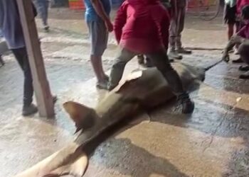 Fisherman Caught 550 Kg Of Rare Fish In Odisha: Rare Carnivorous Species Fish Of 550 Kg Price Sold For Rupees 1 Lakh