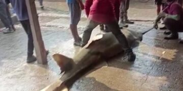 Fisherman Caught 550 Kg Of Rare Fish In Odisha: Rare Carnivorous Species Fish Of 550 Kg Price Sold For Rupees 1 Lakh