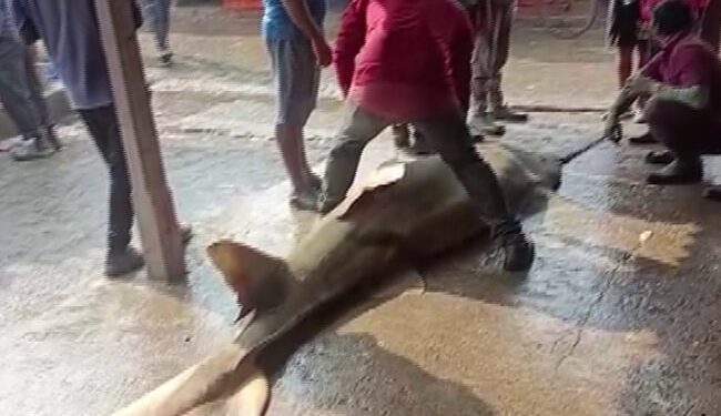 Fisherman Caught 550 Kg Of Rare Fish In Odisha: Rare Carnivorous Species Fish Of 550 Kg Price Sold For Rupees 1 Lakh