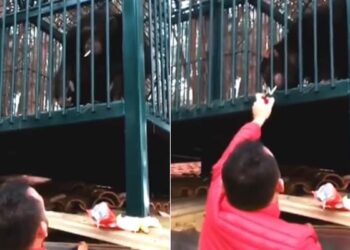 Chimpanzee Seen Smoking A Cigarette Video Goes Viral On Social Media | Monkey Drinks Liquor After Snatching Video