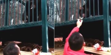 Chimpanzee Seen Smoking A Cigarette Video Goes Viral On Social Media | Monkey Drinks Liquor After Snatching Video