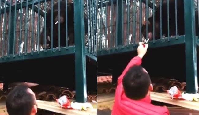 Chimpanzee Seen Smoking A Cigarette Video Goes Viral On Social Media | Monkey Drinks Liquor After Snatching Video