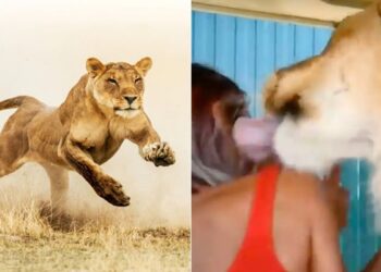 Lions Attack Safari Truck: Lioness Attacking Safari Vehicle Of Tourist Stunning Video Going Viral On Social Media