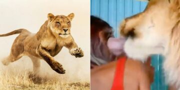 Lions Attack Safari Truck: Lioness Attacking Safari Vehicle Of Tourist Stunning Video Going Viral On Social Media