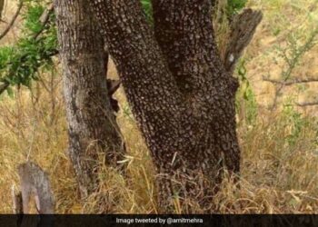 A Cheetah Is Hidden In The Picture, People Are Unable To Find It, Find It In 20 Seconds And Become The Fastest