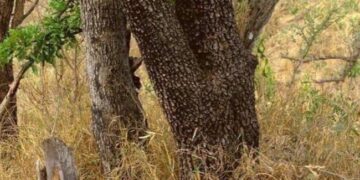 A Cheetah Is Hidden In The Picture, People Are Unable To Find It, Find It In 20 Seconds And Become The Fastest