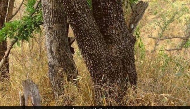 A Cheetah Is Hidden In The Picture, People Are Unable To Find It, Find It In 20 Seconds And Become The Fastest
