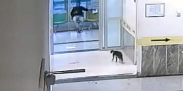 Injured Stray Cat With Broken Paw Visits Hospital On Its Own In Turkey Watch Video