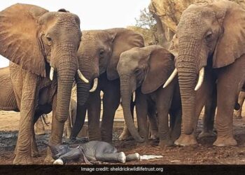 Elephant Giving Birth To The First Child Herd Of Elephants Gathered To Help Did Something Like This At Kenya Sanctuary
