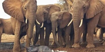 Elephant Giving Birth To The First Child Herd Of Elephants Gathered To Help Did Something Like This At Kenya Sanctuary