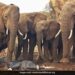 Elephant Giving Birth To The First Child Herd Of Elephants Gathered To Help Did Something Like This At Kenya Sanctuary