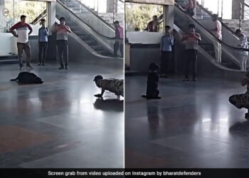 Dog Does Yoga With CISF Personnel At Delhi Metro Station Internet Loves It See Viral Video