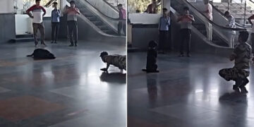 Dog Does Yoga With CISF Personnel At Delhi Metro Station Internet Loves It See Viral Video