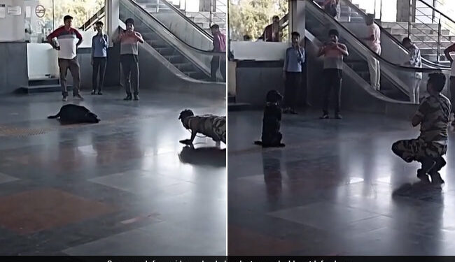 Dog Does Yoga With CISF Personnel At Delhi Metro Station Internet Loves It See Viral Video
