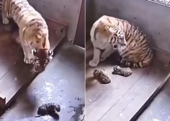 Tiger Viral Video: Tigress Is Harming Her Own Cubs In Anger Video Goes Viral On Social Media