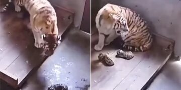 Tiger Viral Video: Tigress Is Harming Her Own Cubs In Anger Video Goes Viral On Social Media