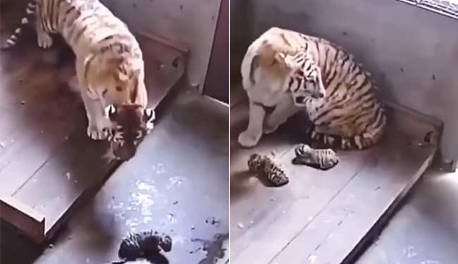 Tiger Viral Video: Tigress Is Harming Her Own Cubs In Anger Video Goes Viral On Social Media