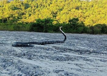 Ifs Parveen Kaswan Officer Share Giant Snake Photo And Ask About Species See Funny Comments