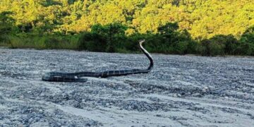 Ifs Parveen Kaswan Officer Share Giant Snake Photo And Ask About Species See Funny Comments