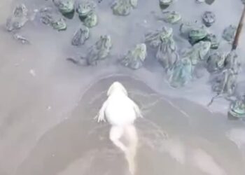 Frog Swimming Like Humans People Shocked To See The Viral Video: Frog Seen Floating Upside Down In Water Like Humans