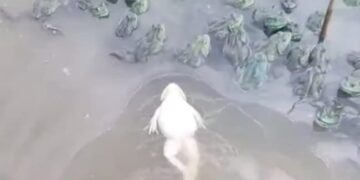 Frog Swimming Like Humans People Shocked To See The Viral Video: Frog Seen Floating Upside Down In Water Like Humans