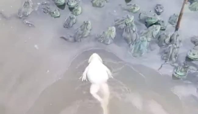 Frog Swimming Like Humans People Shocked To See The Viral Video: Frog Seen Floating Upside Down In Water Like Humans