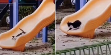 Cat Playing On Slide At A Park Fell Down Then Started Doing Such Funny Act – बिल्ली पार्क में लेट-लेटकर झूल रही थी झूला, धड़ाम से गिरी नीचे, फिर करने लगी ऐसी हरकत
