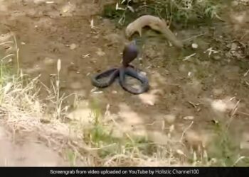 King Cobra And Mongoose Fight Video Mongoose Thrashed The Snake By Stuffing It In Mouth What Happened Next In Viral Video