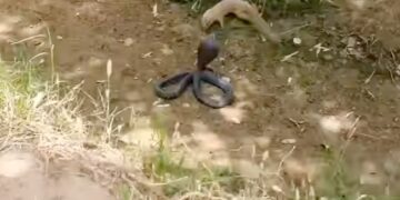King Cobra And Mongoose Fight Video Mongoose Thrashed The Snake By Stuffing It In Mouth What Happened Next In Viral Video