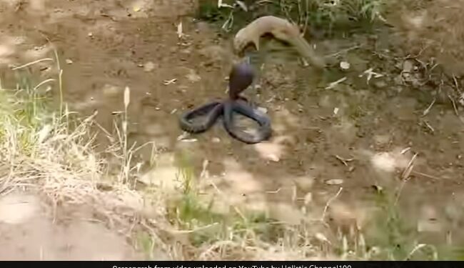 King Cobra And Mongoose Fight Video Mongoose Thrashed The Snake By Stuffing It In Mouth What Happened Next In Viral Video