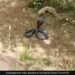 King Cobra And Mongoose Fight Video Mongoose Thrashed The Snake By Stuffing It In Mouth What Happened Next In Viral Video