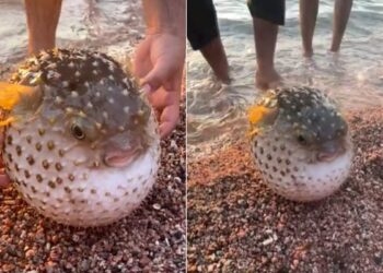 Video Of Pufferfish Puffed Up Like A Football Goes Viral On Social Media