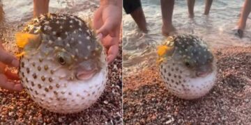 Video Of Pufferfish Puffed Up Like A Football Goes Viral On Social Media
