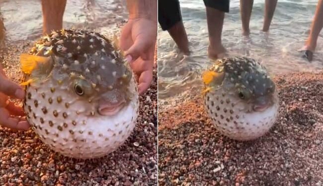 Video Of Pufferfish Puffed Up Like A Football Goes Viral On Social Media