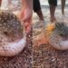 Video Of Pufferfish Puffed Up Like A Football Goes Viral On Social Media
