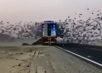 When The Birds Were Freed, The Whole Sky Was Filled With Happiness, Watch The Emotional Video