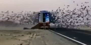 When The Birds Were Freed, The Whole Sky Was Filled With Happiness, Watch The Emotional Video