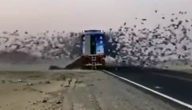 When The Birds Were Freed, The Whole Sky Was Filled With Happiness, Watch The Emotional Video