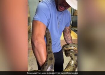 Anaconda Attack Video Anaconda Attack On A Man People Shocked To See The Viral Video