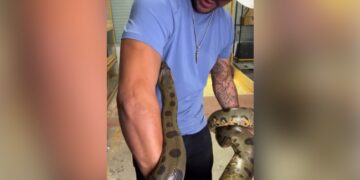 Anaconda Attack Video Anaconda Attack On A Man People Shocked To See The Viral Video