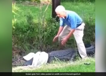 Man Tried To Catch A Crocodile With A Shirt Suddenly Animal Jumped On Him What Happened Next In Shocking Video