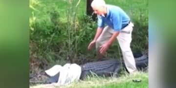 Man Tried To Catch A Crocodile With A Shirt Suddenly Animal Jumped On Him What Happened Next In Shocking Video