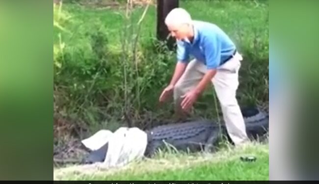 Man Tried To Catch A Crocodile With A Shirt Suddenly Animal Jumped On Him What Happened Next In Shocking Video