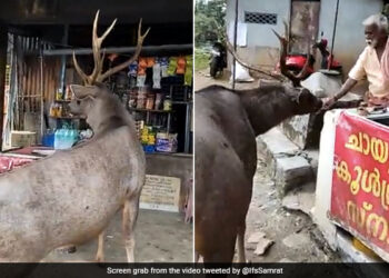 Sambar Deer Visits A Tea Stall See What Happens Next In Viral Video