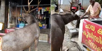 Sambar Deer Visits A Tea Stall See What Happens Next In Viral Video