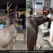 Sambar Deer Visits A Tea Stall See What Happens Next In Viral Video