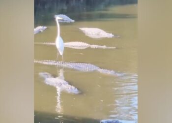 Video: The Heron Rides On The Crocodiles Back, The Spectators Could Not Believe Their Eyes!
