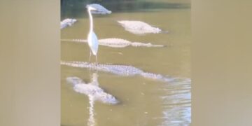 Video: The Heron Rides On The Crocodiles Back, The Spectators Could Not Believe Their Eyes!