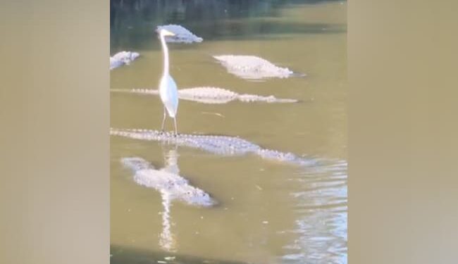 Video: The Heron Rides On The Crocodiles Back, The Spectators Could Not Believe Their Eyes!
